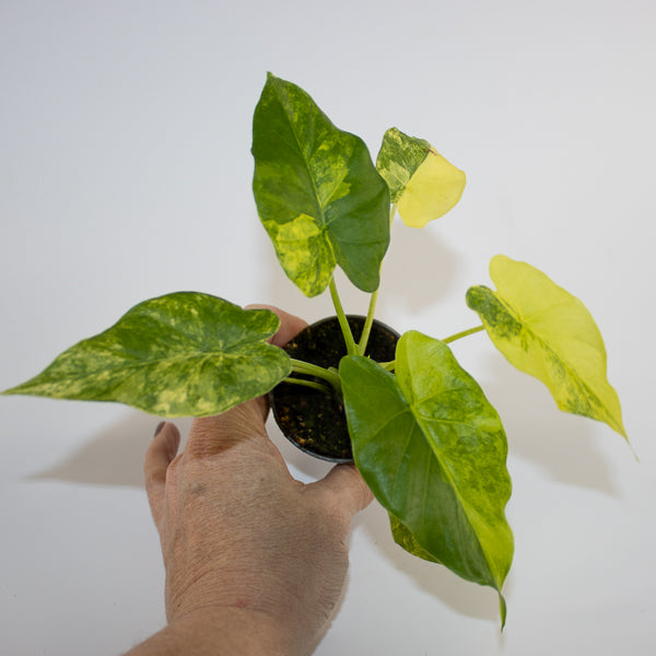 Alocasia macrorrhizos 'Aurea Variegata' Ø6cm H10cm