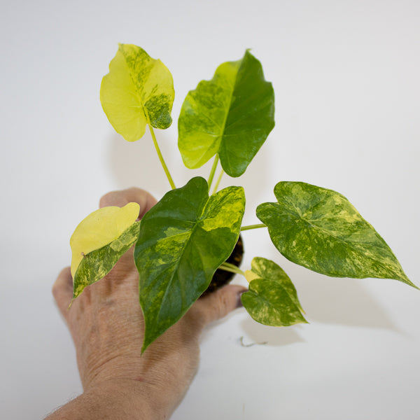 Alocasia macrorrhizos 'Aurea Variegata' Ø6cm H10cm