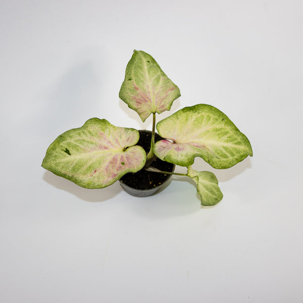 Caladium maculatum Ø6cm H12cm