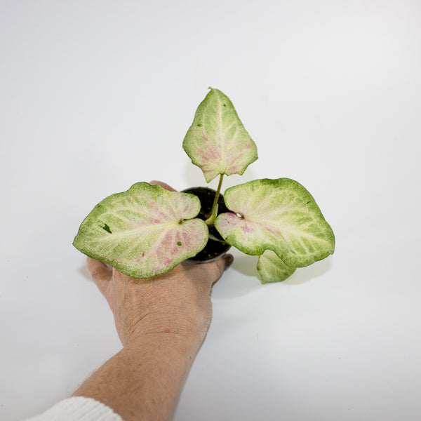 Caladium maculatum Ø6cm H12cm