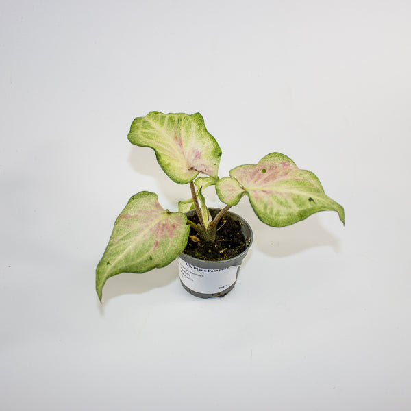 Caladium maculatum Ø6cm H12cm