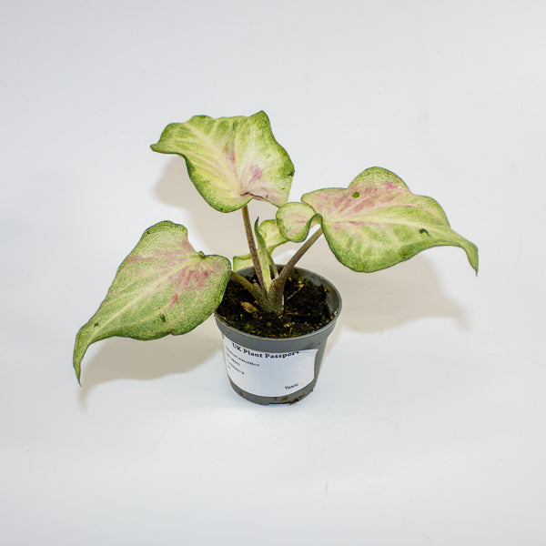 Caladium maculatum Ø6cm H12cm