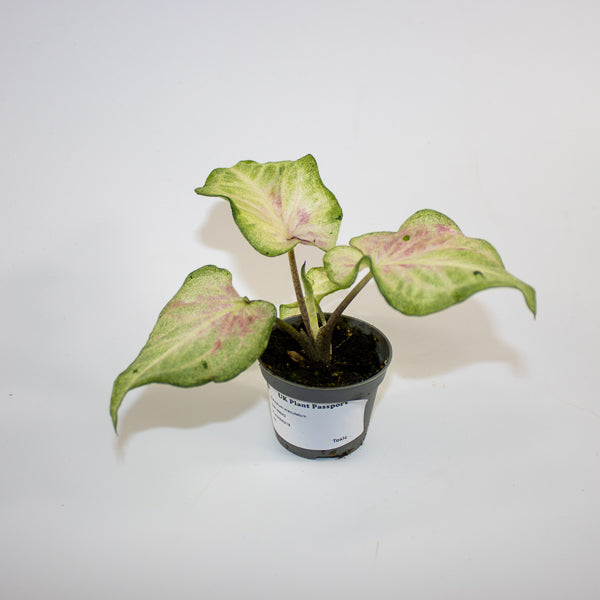 Caladium maculatum Ø6cm H12cm