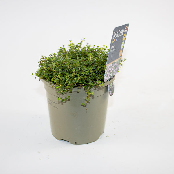 Thyme Pink Chintz Ø12cm H20cm
