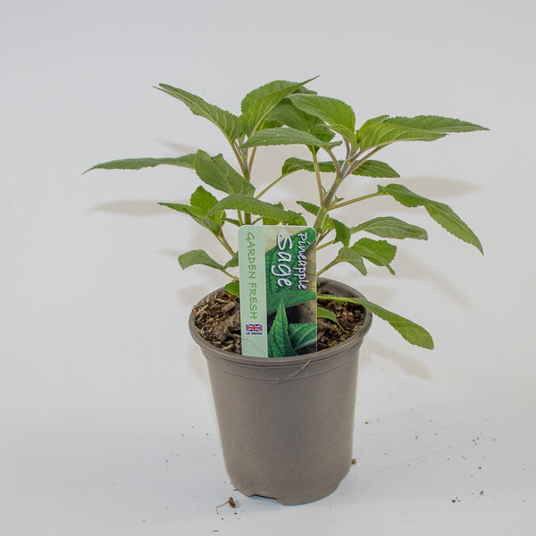 Pinnaple Sage Ø9cm H15cm