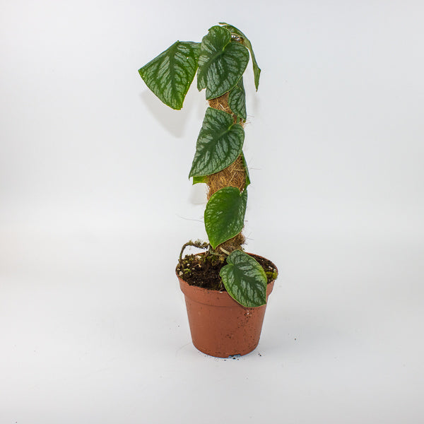 Monstera dubia 14cm H45cm