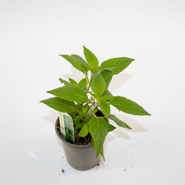 Pinnaple Sage Ø9cm H15cm
