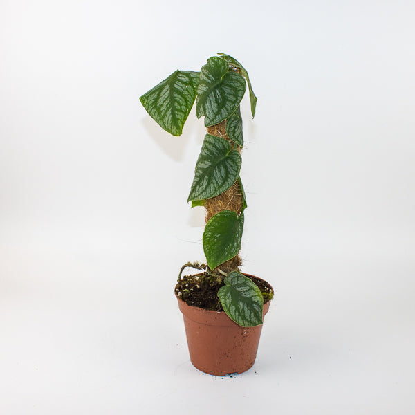 Monstera dubia 14cm H45cm