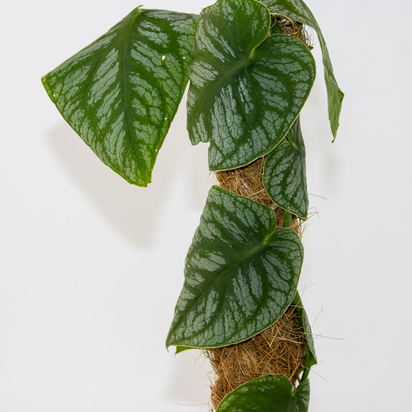 Monstera dubia 14cm H45cm