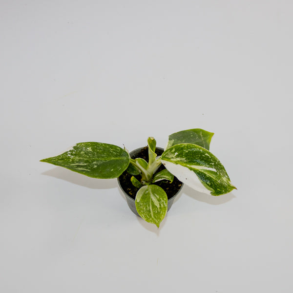 Philodendron 'White Wizard' Ø6cm H10cm