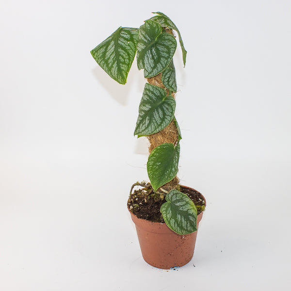 Monstera dubia 14cm H45cm