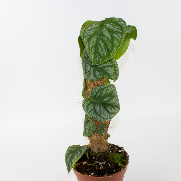 Monstera dubia 14cm H45cm