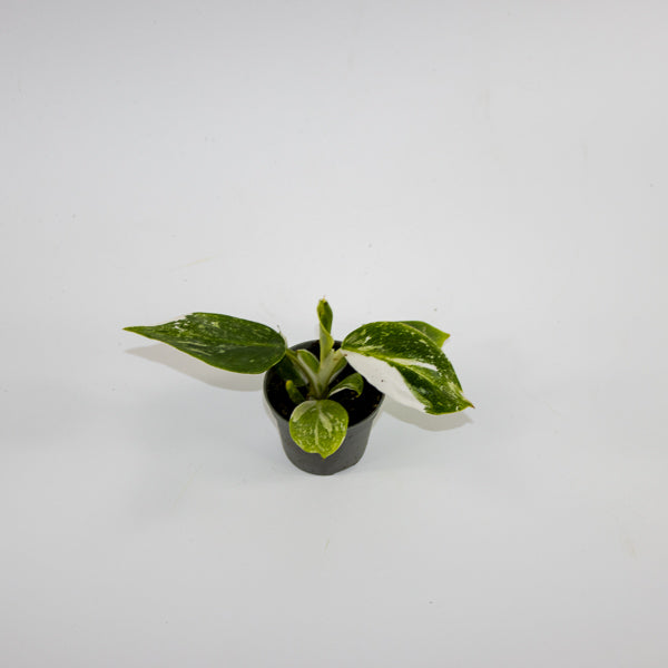 Philodendron 'White Wizard' Ø6cm H10cm