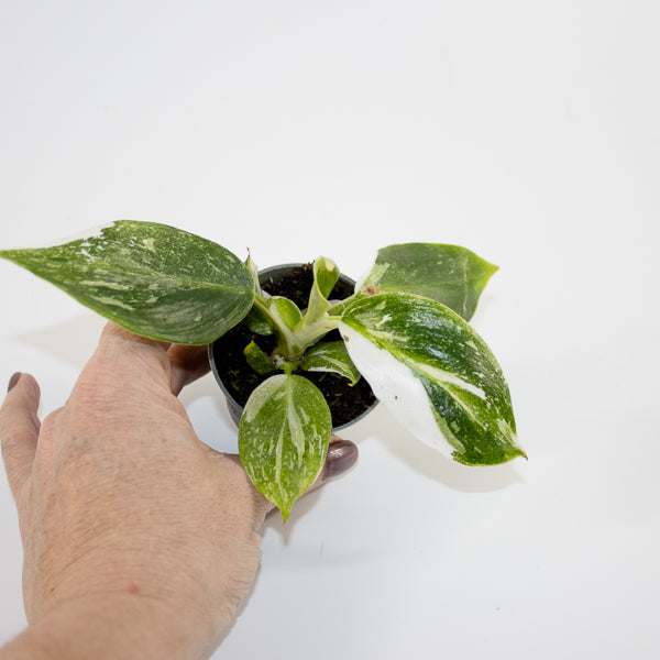 Philodendron 'White Wizard' Ø6cm H10cm