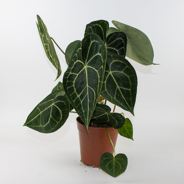 Anthurium clarinervium 61