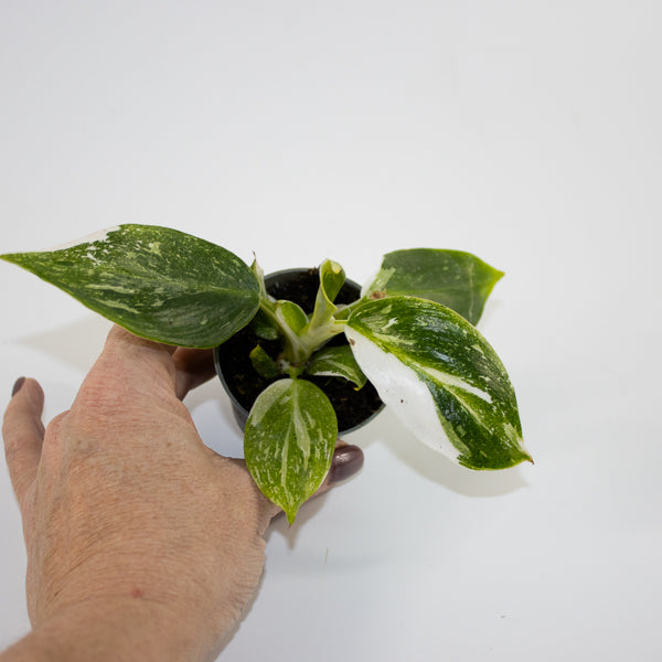 Philodendron 'White Wizard' Ø6cm H10cm