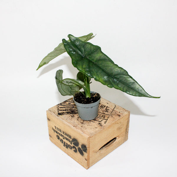 Alocasia heterophylla Dragons Breath 6cm H10cm