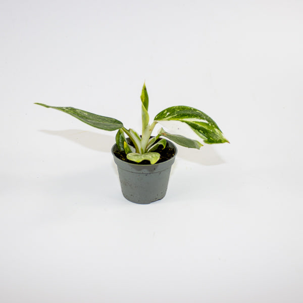 Philodendron 'White Wizard' Ø6cm H10cm