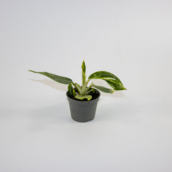 Philodendron 'White Wizard' Ø6cm H10cm
