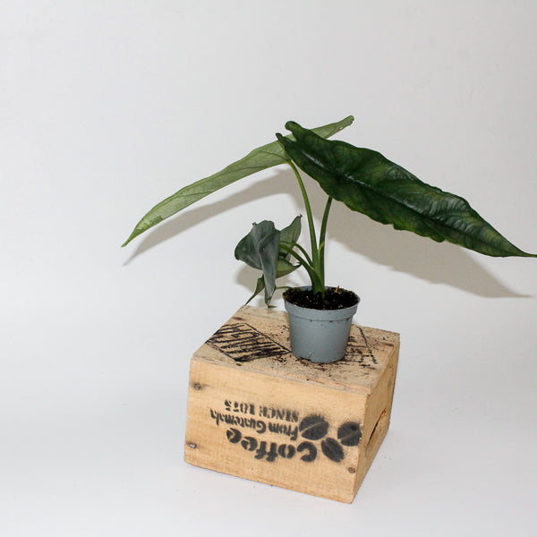Alocasia heterophylla Dragons Breath 6cm H10cm