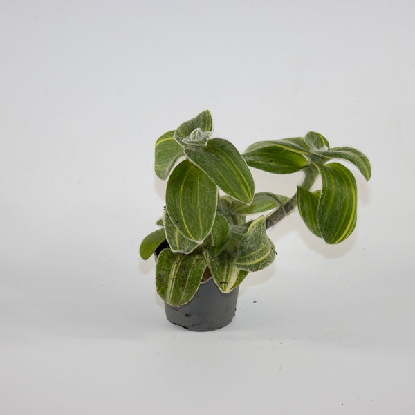 Tradescantia sillamontana 'Variegata' Ø6cm H10cm