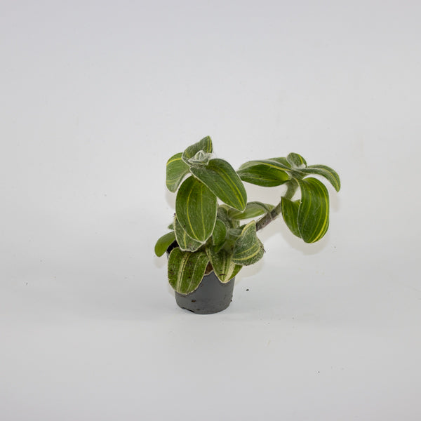 Tradescantia sillamontana 'Variegata' Ø6cm H10cm