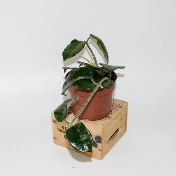 Hoya villosa 12cm H15cm