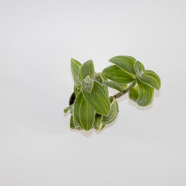 Tradescantia sillamontana 'Variegata' Ø6cm H10cm