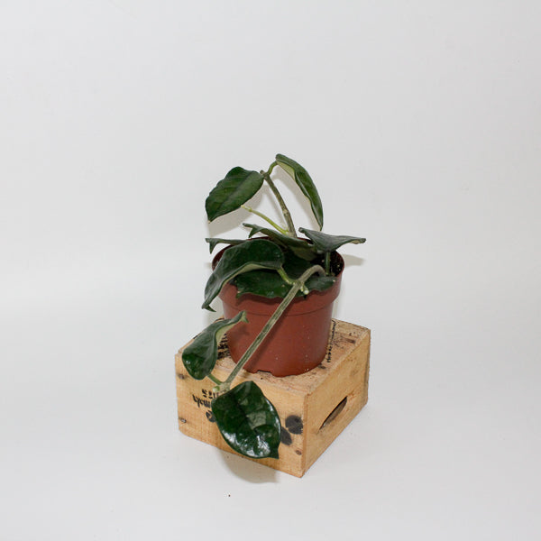 Hoya villosa 12cm H15cm