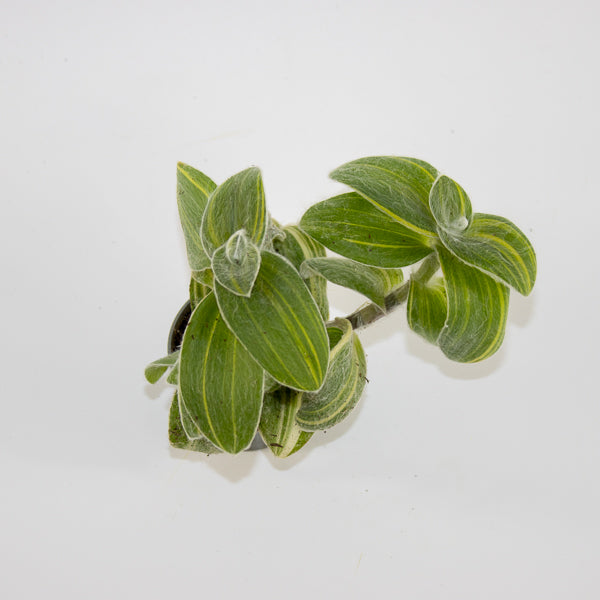 Tradescantia sillamontana 'Variegata' Ø6cm H10cm