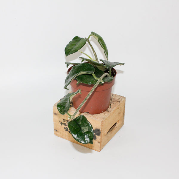 Hoya villosa 12cm H15cm