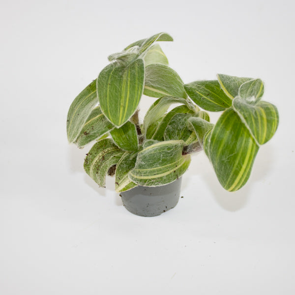 Tradescantia sillamontana 'Variegata' Ø6cm H10cm
