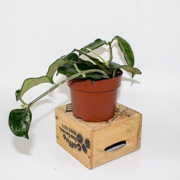Hoya villosa 12cm H15cm