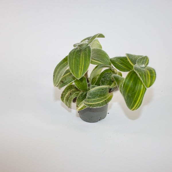 Tradescantia sillamontana 'Variegata' Ø6cm H10cm