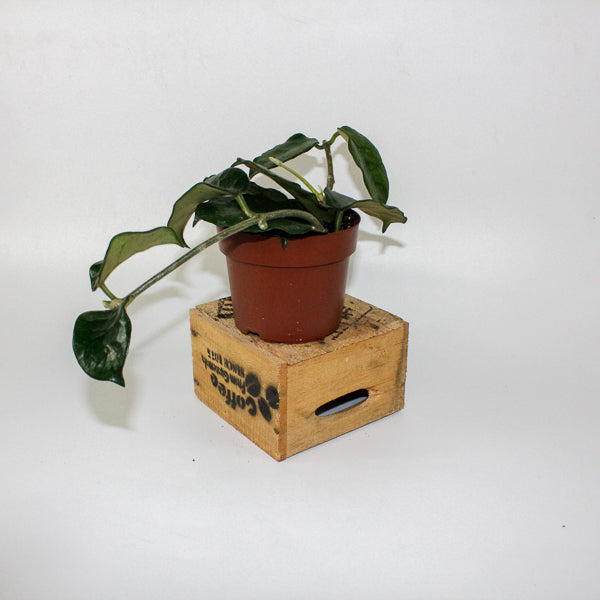 Hoya villosa 12cm H15cm