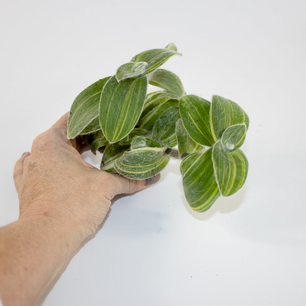 Tradescantia sillamontana 'Variegata' Ø6cm H10cm