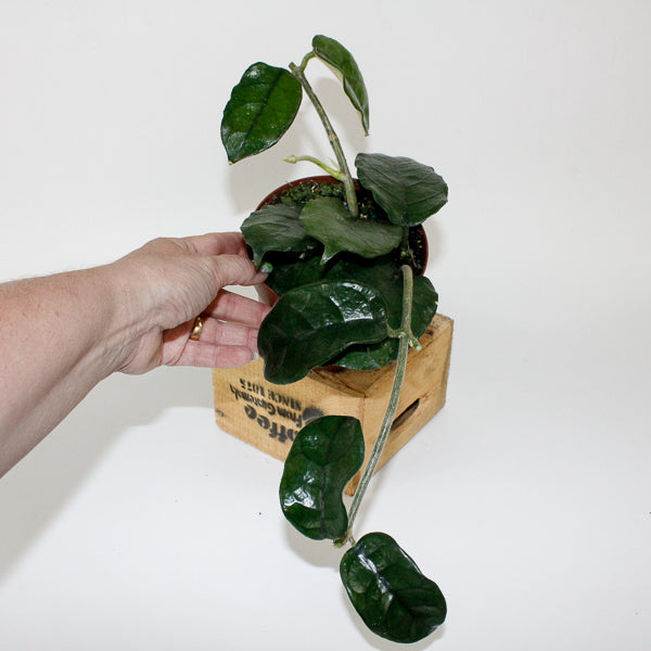 Hoya villosa 12cm H15cm