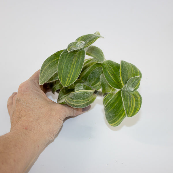 Tradescantia sillamontana 'Variegata' Ø6cm H10cm