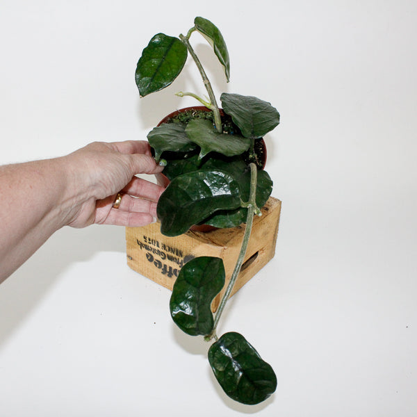 Hoya villosa 12cm H15cm