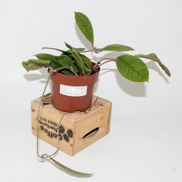 Hoya Sp Sabah 12cm H10cm