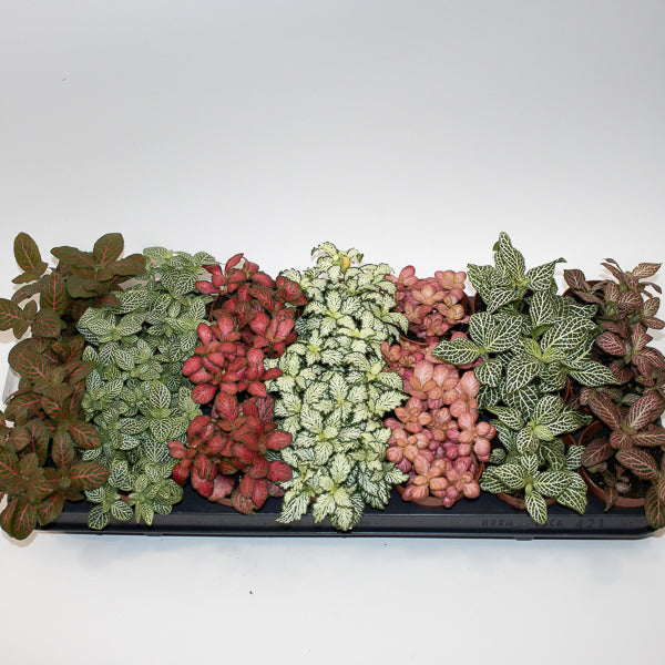 Fittonia MIX Choose one from our selection 8.5cm H10cm