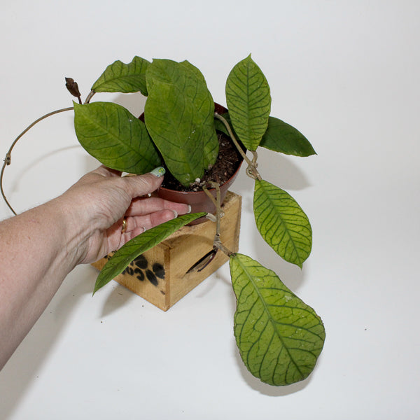 Hoya Sp Sabah 12cm H10cm