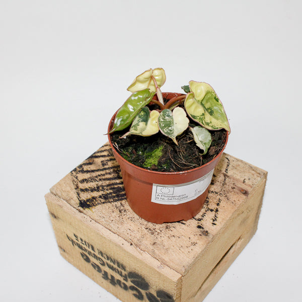 Philodendron billietiae Variegata 9cm H10cm
