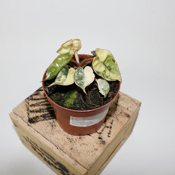 Philodendron billietiae Variegata 9cm H10cm