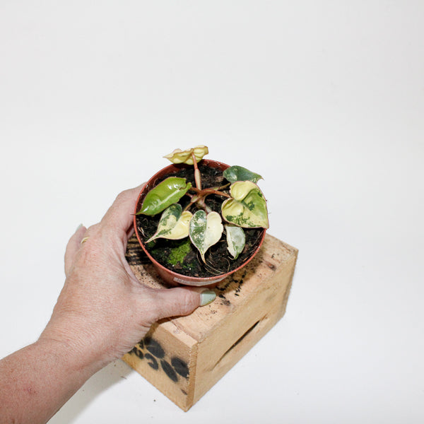 Philodendron billietiae Variegata 9cm H10cm