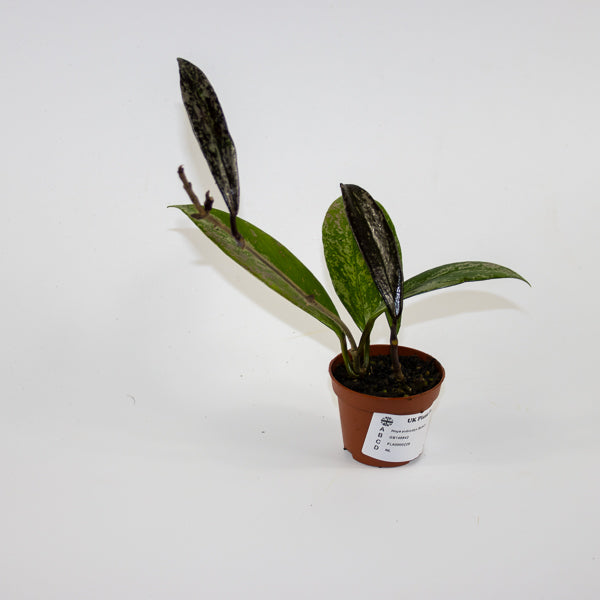 Hoya pubicalyx 'Splash' Ø6cm H25cm