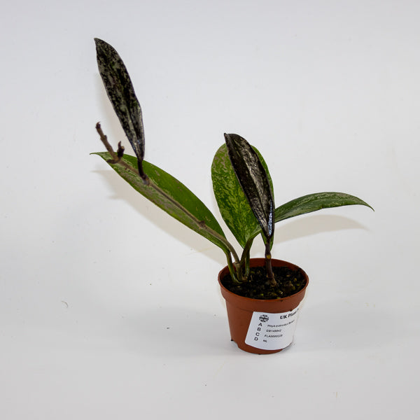 Hoya pubicalyx 'Splash' Ø6cm H25cm