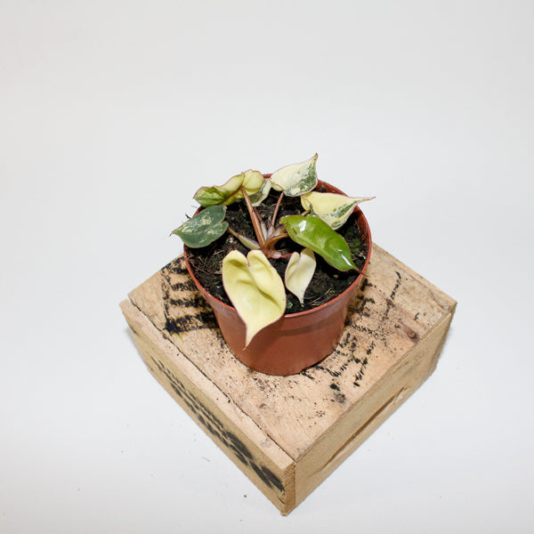 Philodendron billietiae Variegata 9cm H10cm