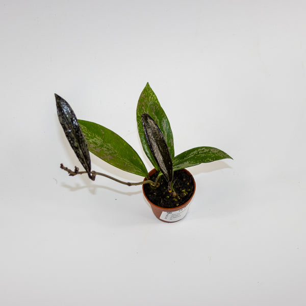 Hoya pubicalyx 'Splash' Ø6cm H25cm