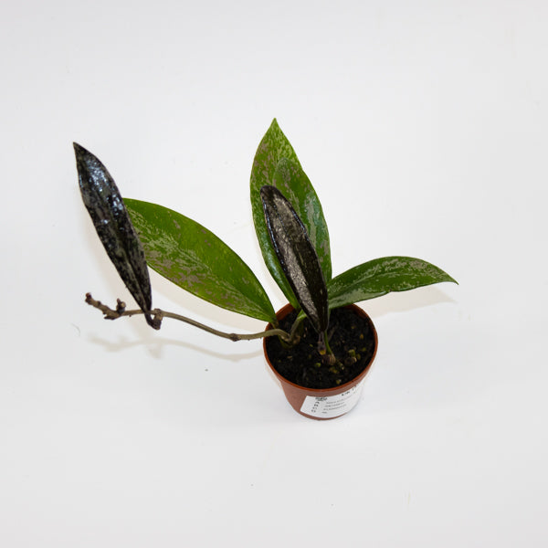 Hoya pubicalyx 'Splash' Ø6cm H25cm